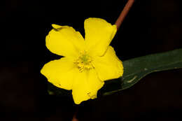 Hibbertia cunninghamii Ait. ex Hook. resmi