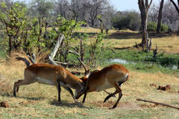 Image de Cobe Lechwe