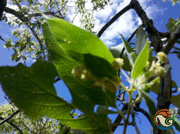 Plancia ëd Lippia myriocephala Schltdl. & Cham.