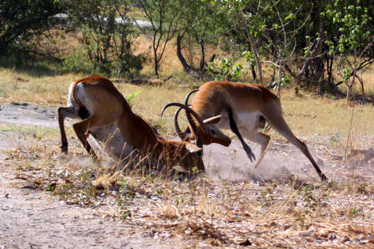 Image of Lechwe -- Southern Lechwe