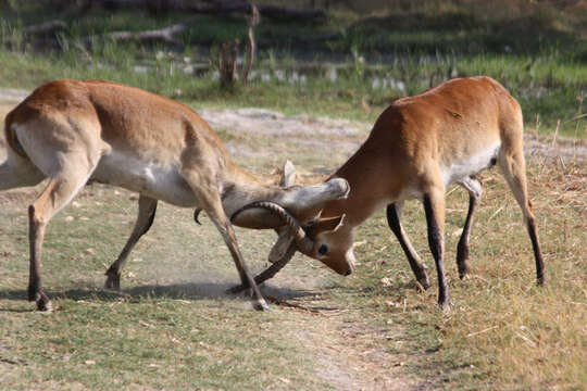 Image of Lechwe -- Southern Lechwe