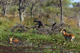 Image de Cobe Lechwe