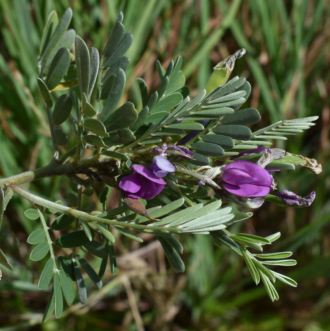 Tephrosia astragaloides Benth.的圖片