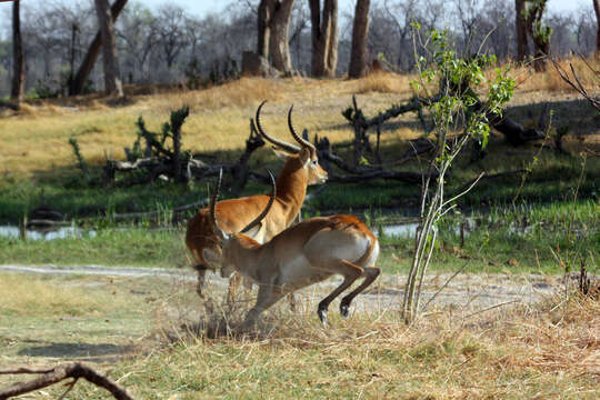 Image of Lechwe -- Southern Lechwe