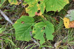 Image of Manchurian Striped Maple