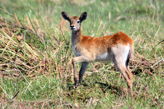 Image of Lechwe -- Southern Lechwe