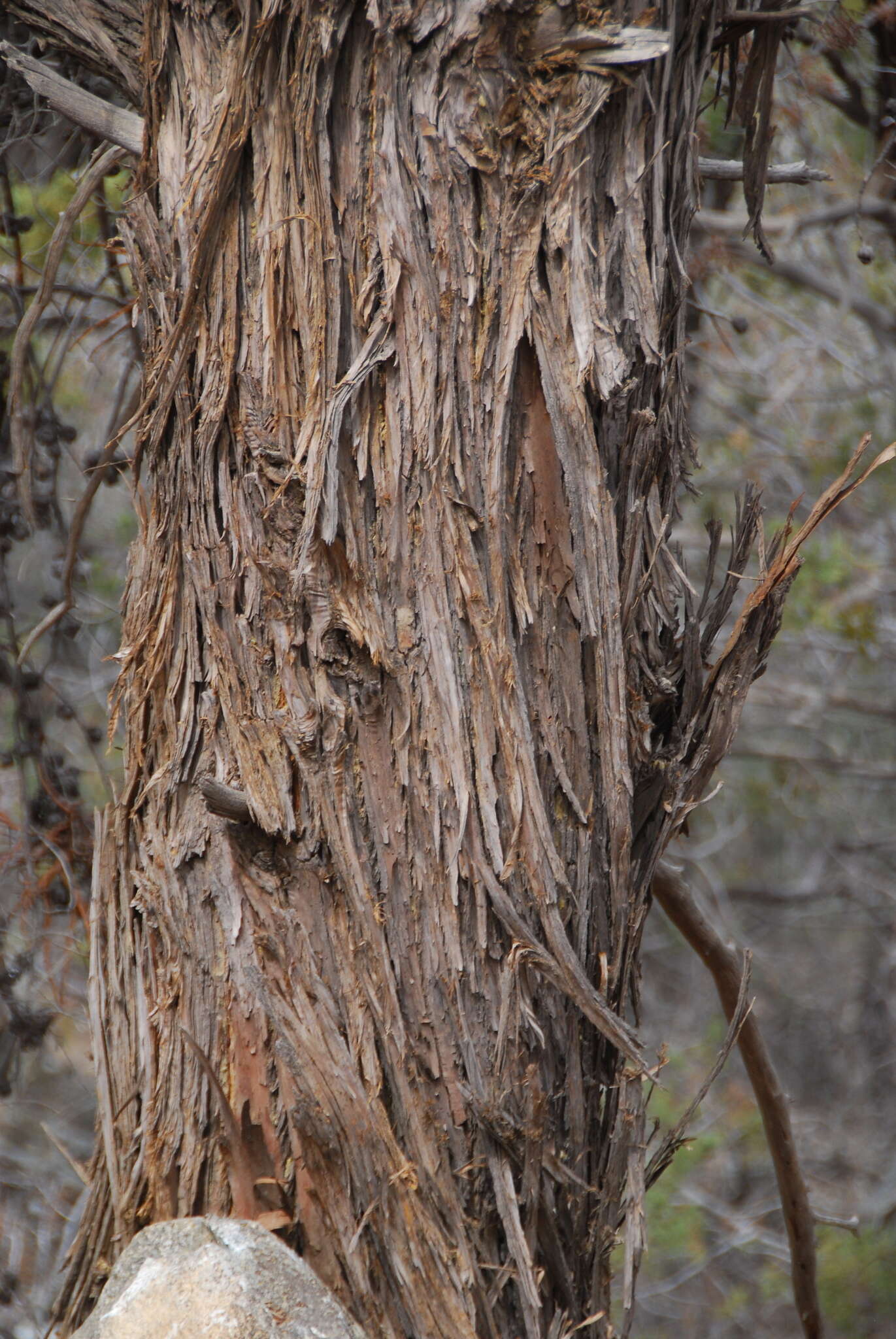 Cupressus arizonica var. nevadensis (Abrams) Little resmi