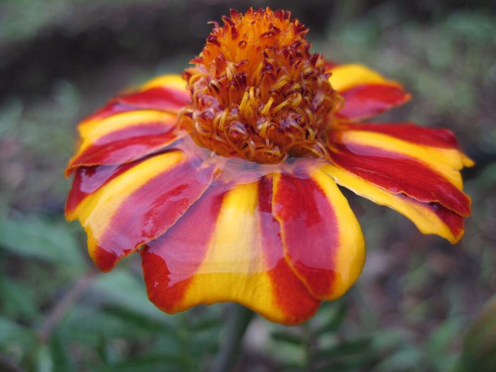 Image of French marigold