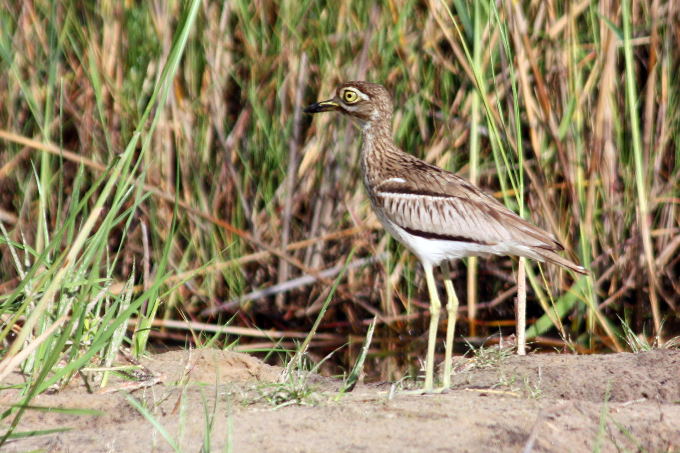 Image of Water Dikkop