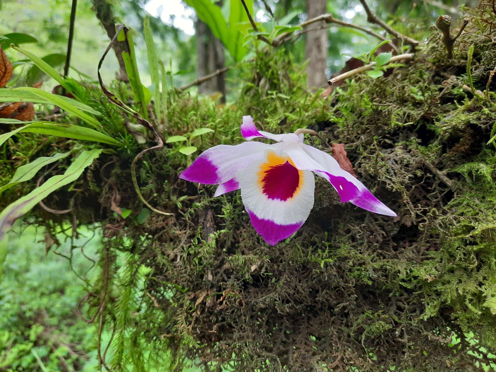 Imagem de Dendrobium falconeri Hook.