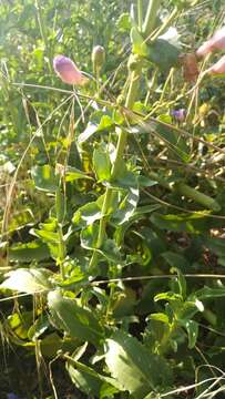 Image of Penstemon spectabilis Thurb. ex Torr. & Gray