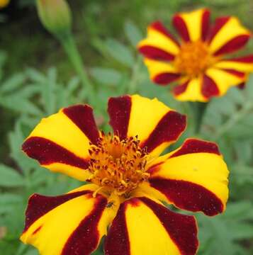 Image of French marigold