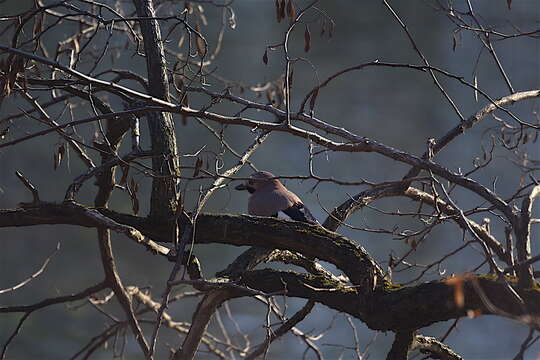 Image of Garrulus glandarius glandarius (Linnaeus 1758)