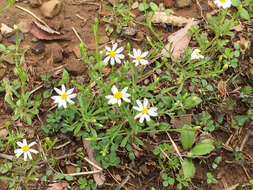 Image of Arkansas leastdaisy