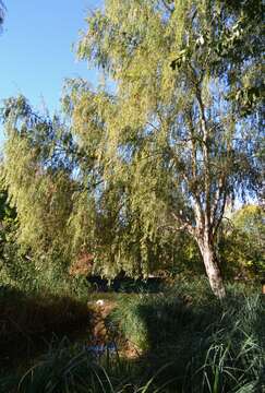 Image of Peking Willow