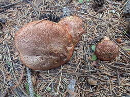 Image of Western Painted Suillus