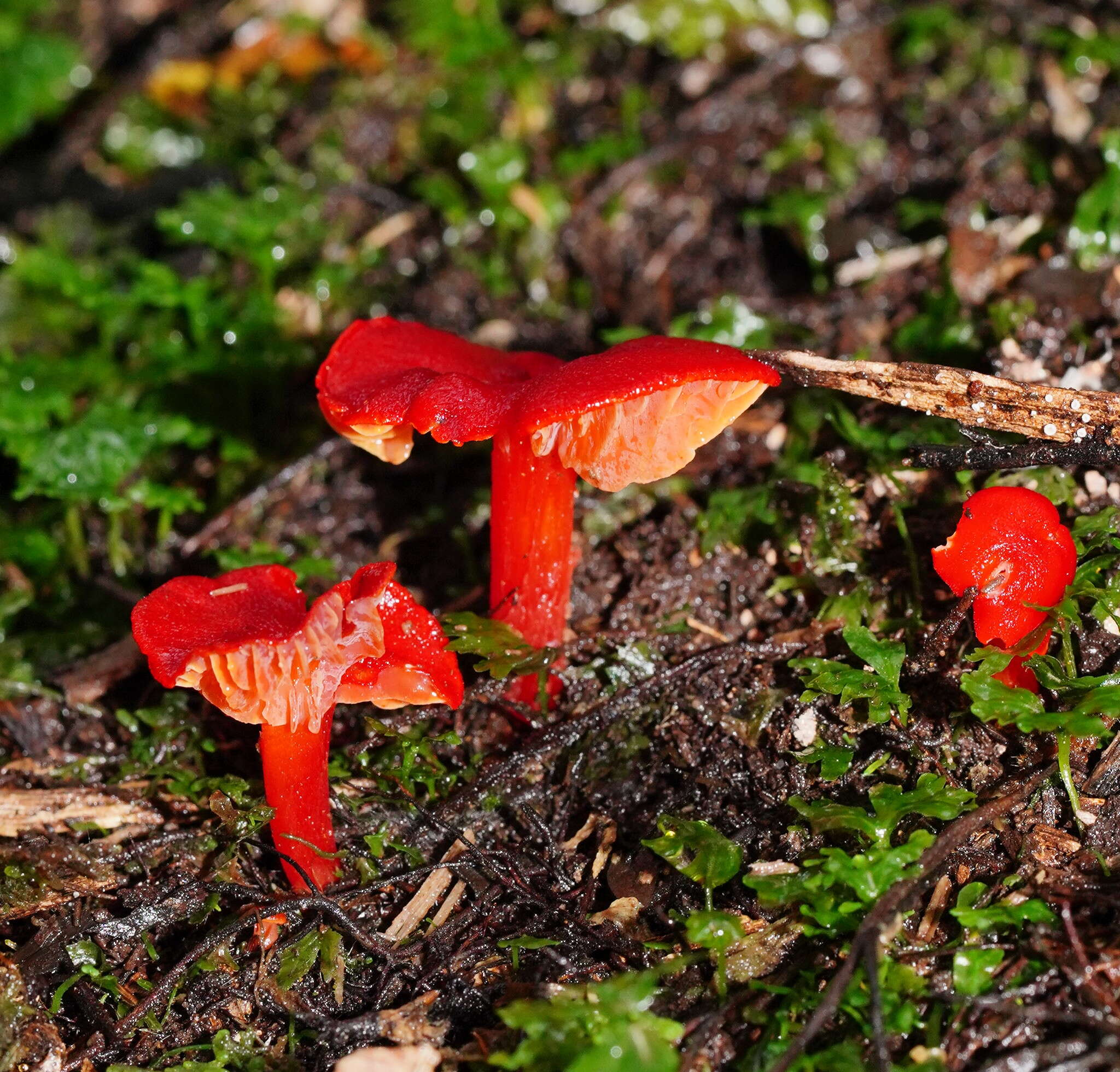 Image of Hygrocybe firma (Berk. & Broome) Singer 1958