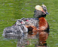 Image of grebes