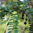 Image of Sophora cassioides (Phil.) Sparre