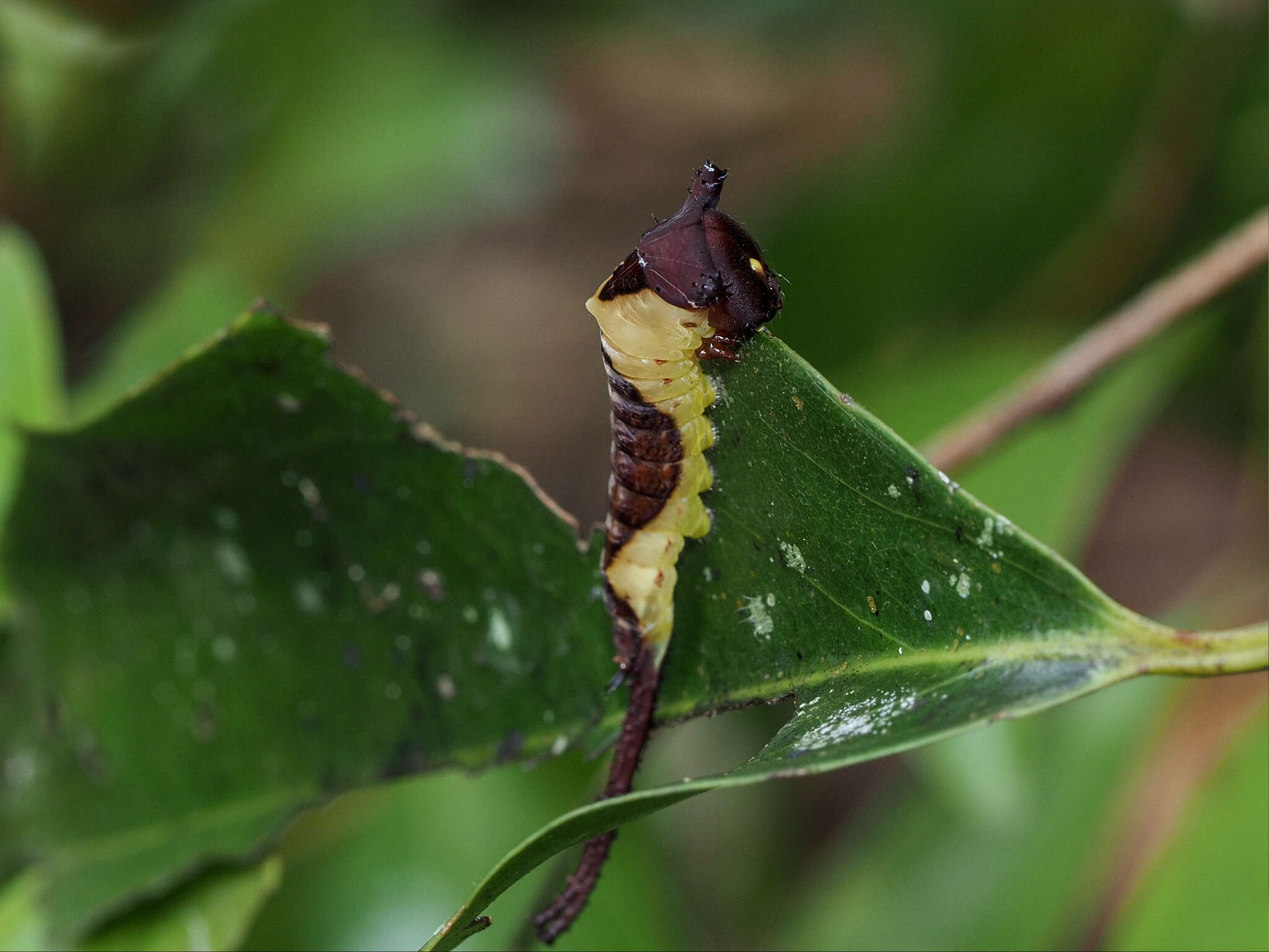 Image of Kamalia multipunctata