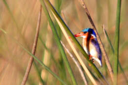 Image of Alcedo cristata