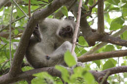 Image of Vervet Monkey