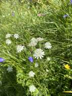 Imagem de Astrantia bavarica F. W. Schultz