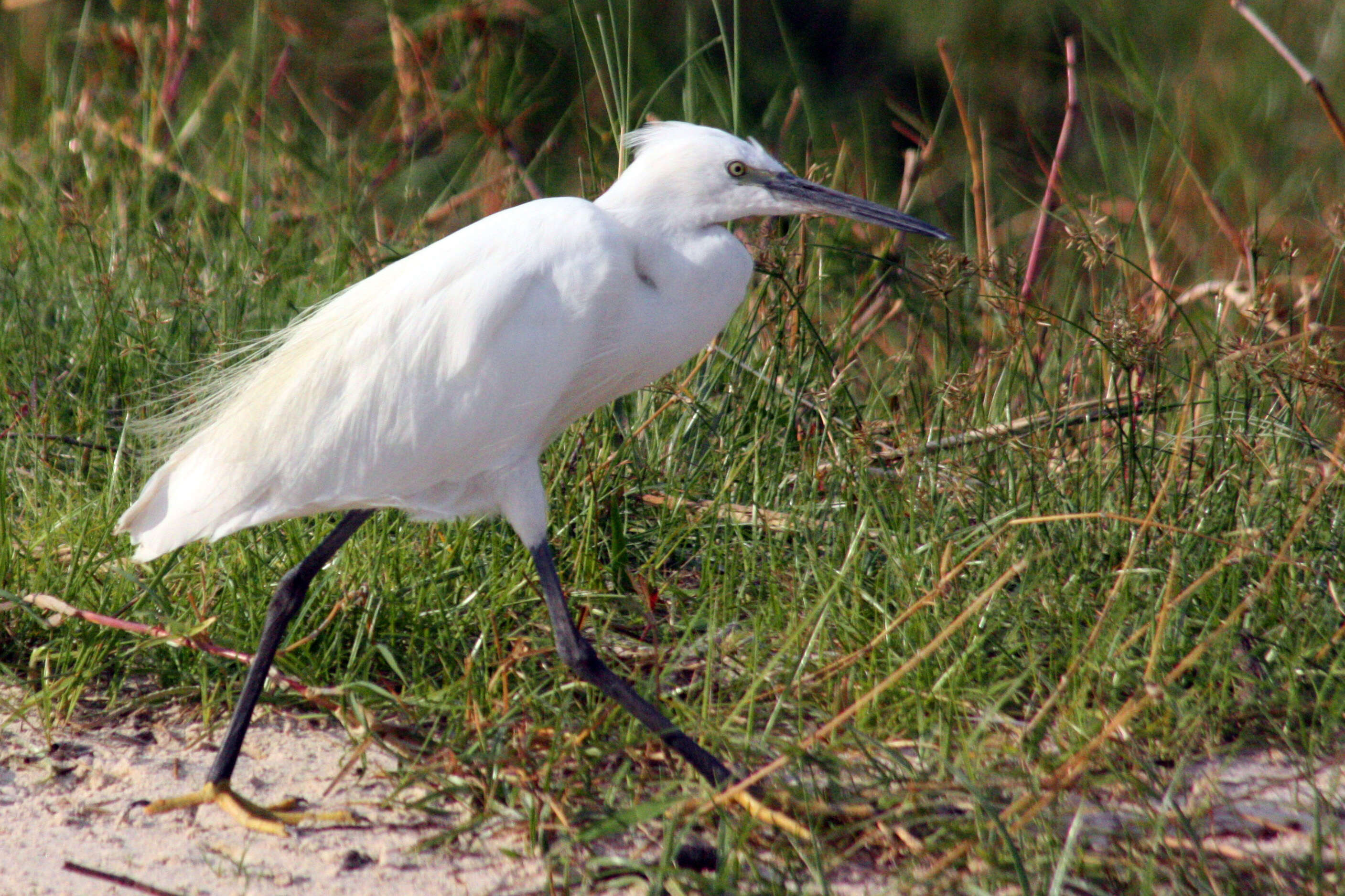 Image of Little Egret