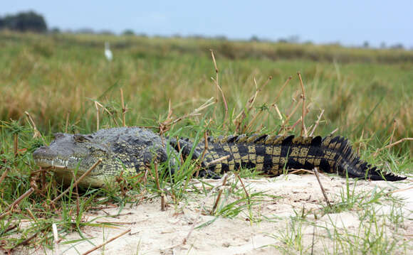 Image of Nile crocodile