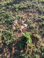 Image de Crinum buphanoides Welw. ex Baker