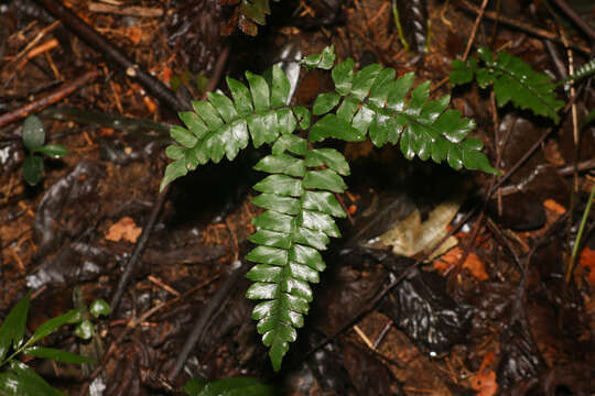 Imagem de Adiantum latifolium Lam.