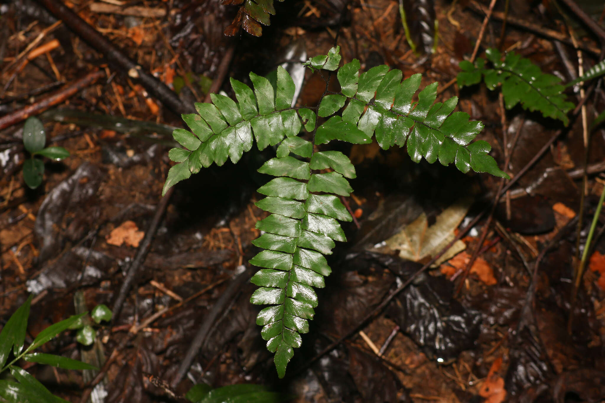 Image of Broad-Leaf Maidenhair