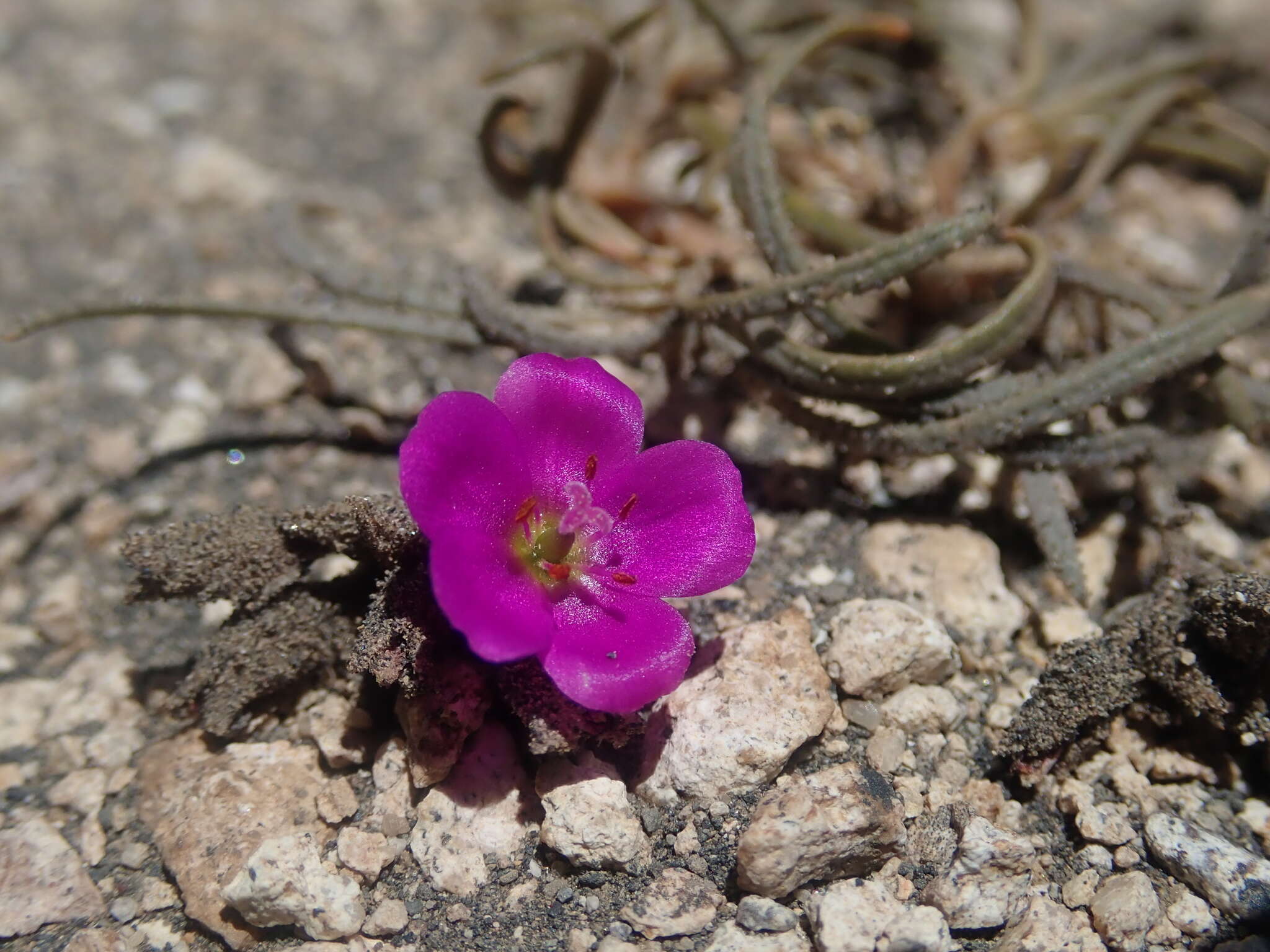 Montiopsis gayana (Barnéoud) D. I. Ford resmi