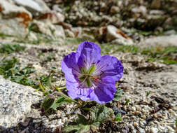 Imagem de Geranium himalayense Klotzsch ex Klotzsch & Garcke