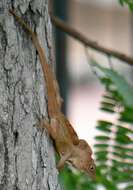 Image of Puerto Rican Crested Anole