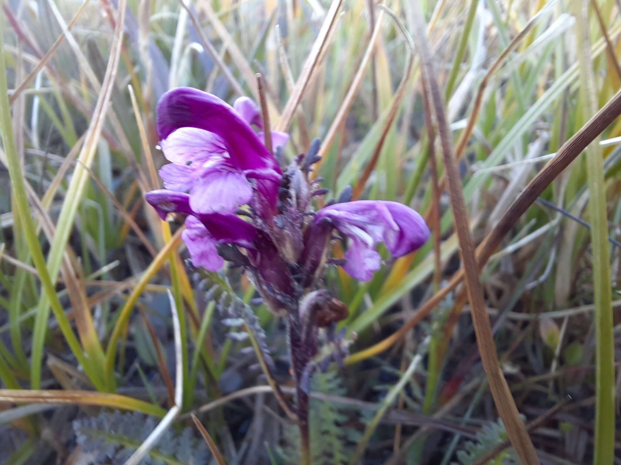 Image of Pedicularis uliginosa Bunge