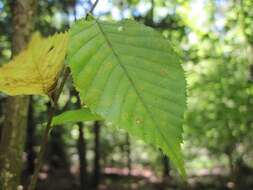 Image of American hornbeam