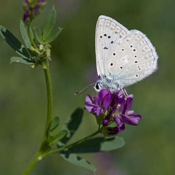 Image of Polyommatus daphnis