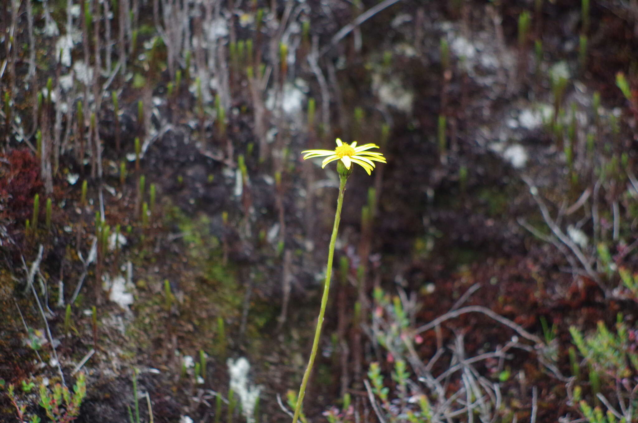 Image of Dorobaea pimpinellifolia (Kunth) B. Nord.