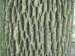 Image of American Ash