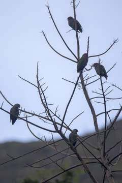 Image of Speckle-faced Parrot