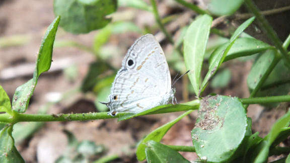 Image of Leptomyrina hirundo (Wallengren 1857)