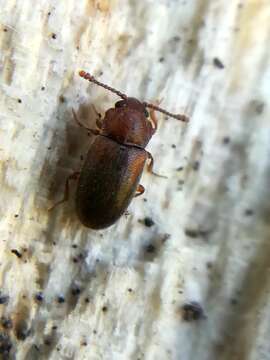 Слика од Cryptophagus scanicus (Linnaeus 1758)