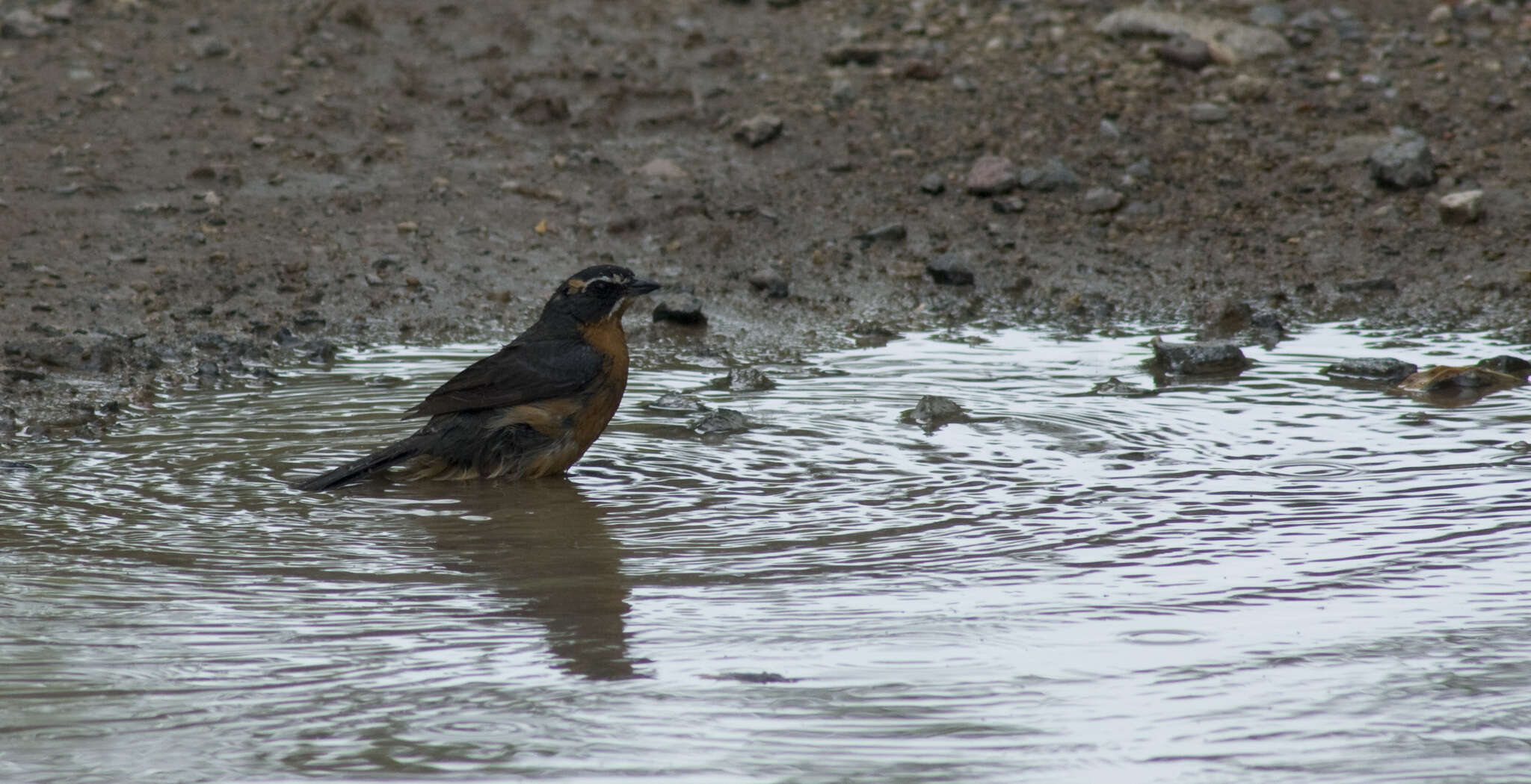 Image of Black-and-rufous Warbling Finch