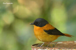 Image of Black-and-orange Flycatcher