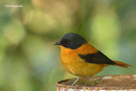 Image of Black-and-orange Flycatcher