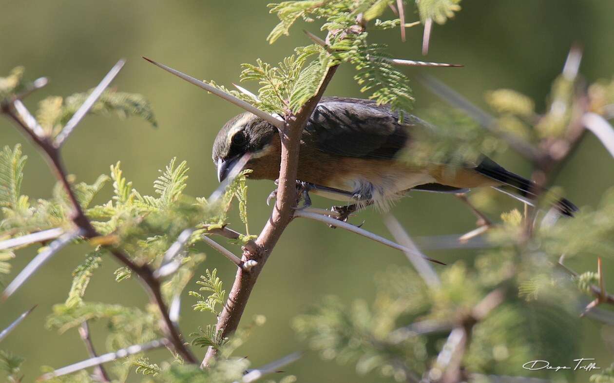 Image of Black-and-chestnut Warbling Finch