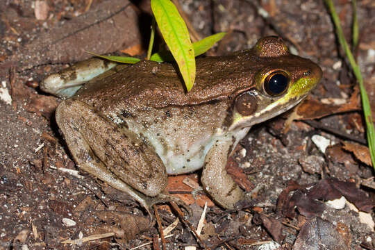 Image of Green Frog