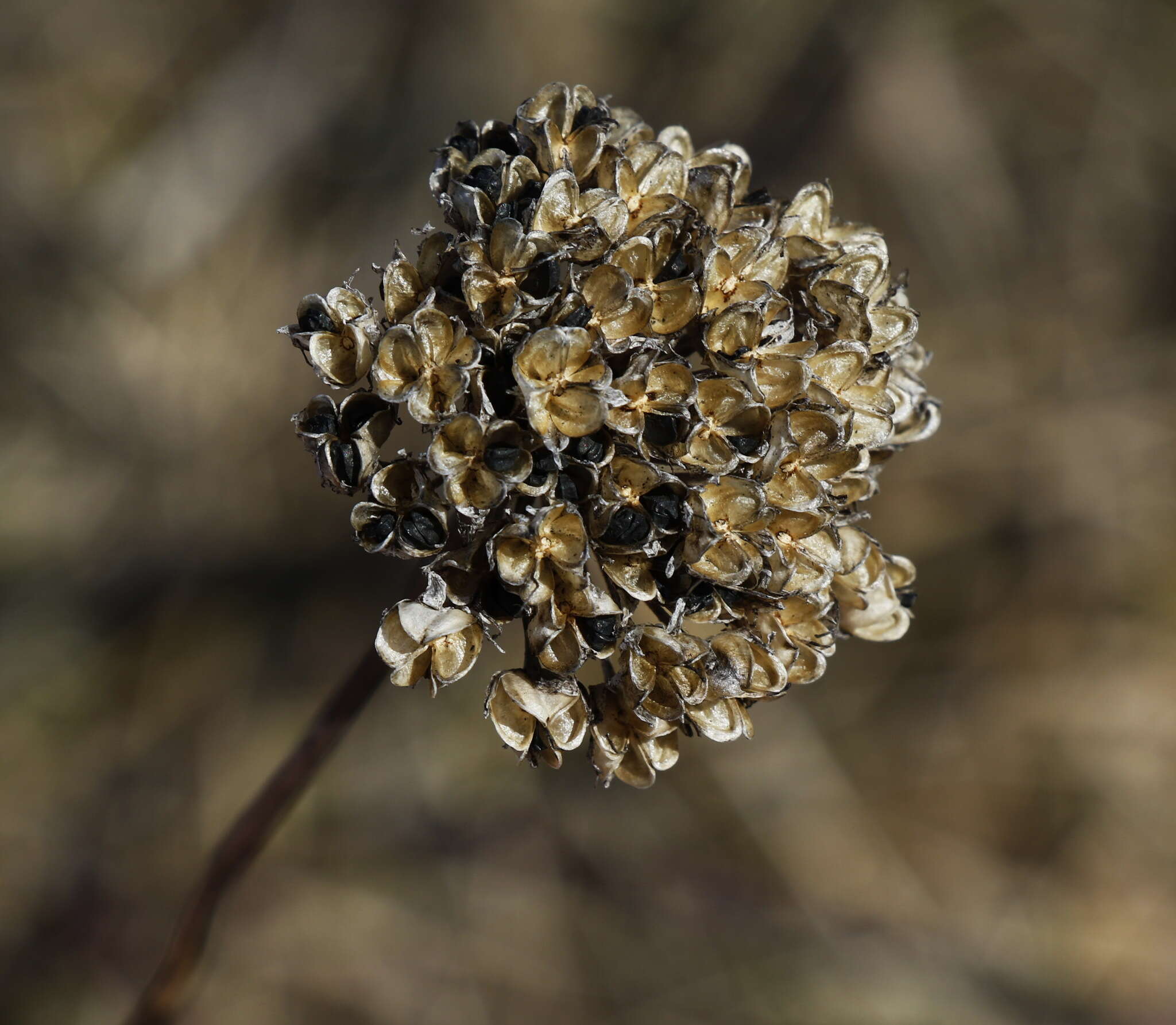 Image of Allium strictum Schrad.