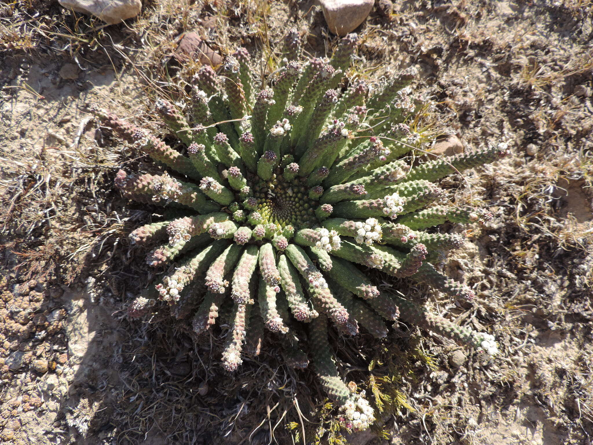 Euphorbia esculenta Marloth resmi